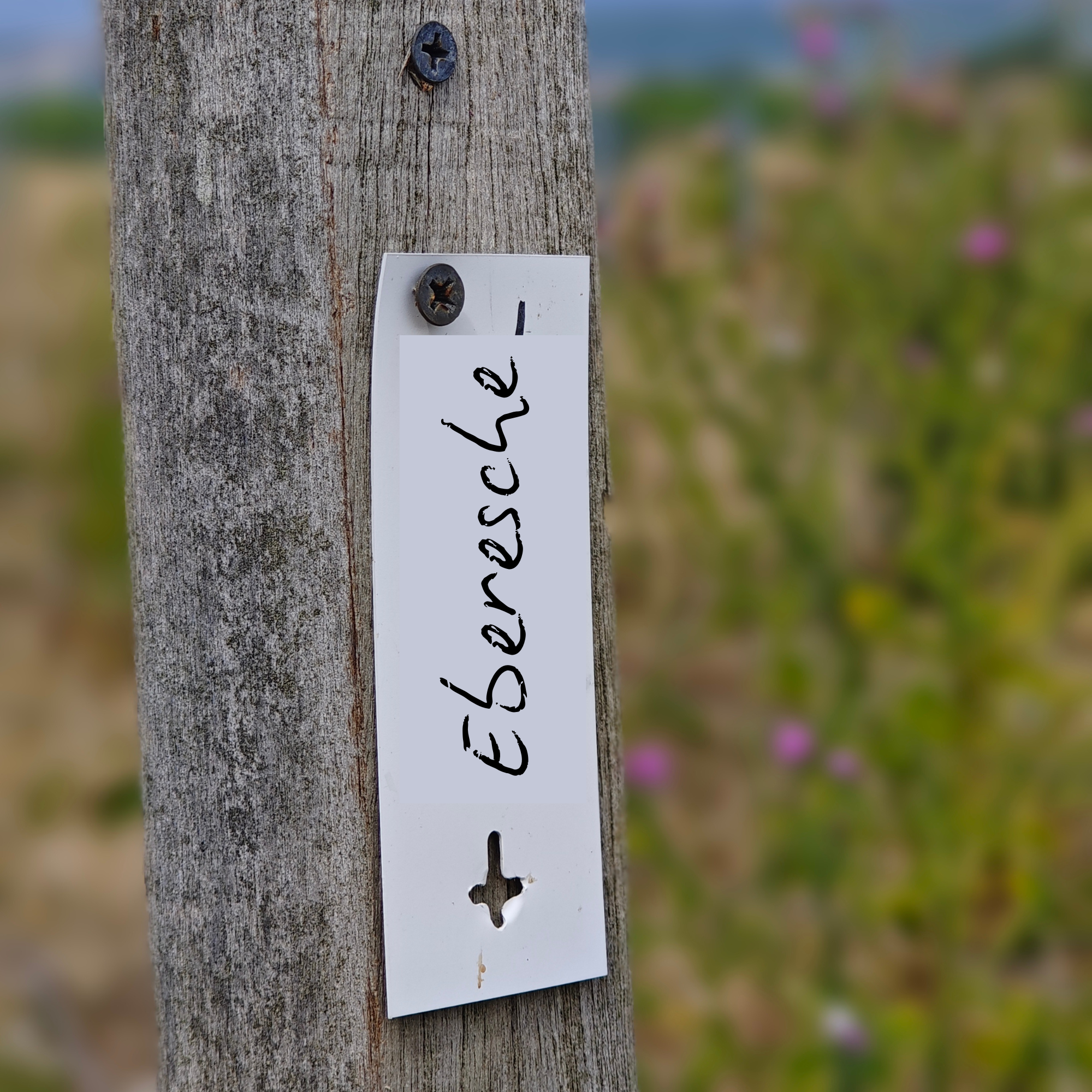 Elternschaft Eberesche
