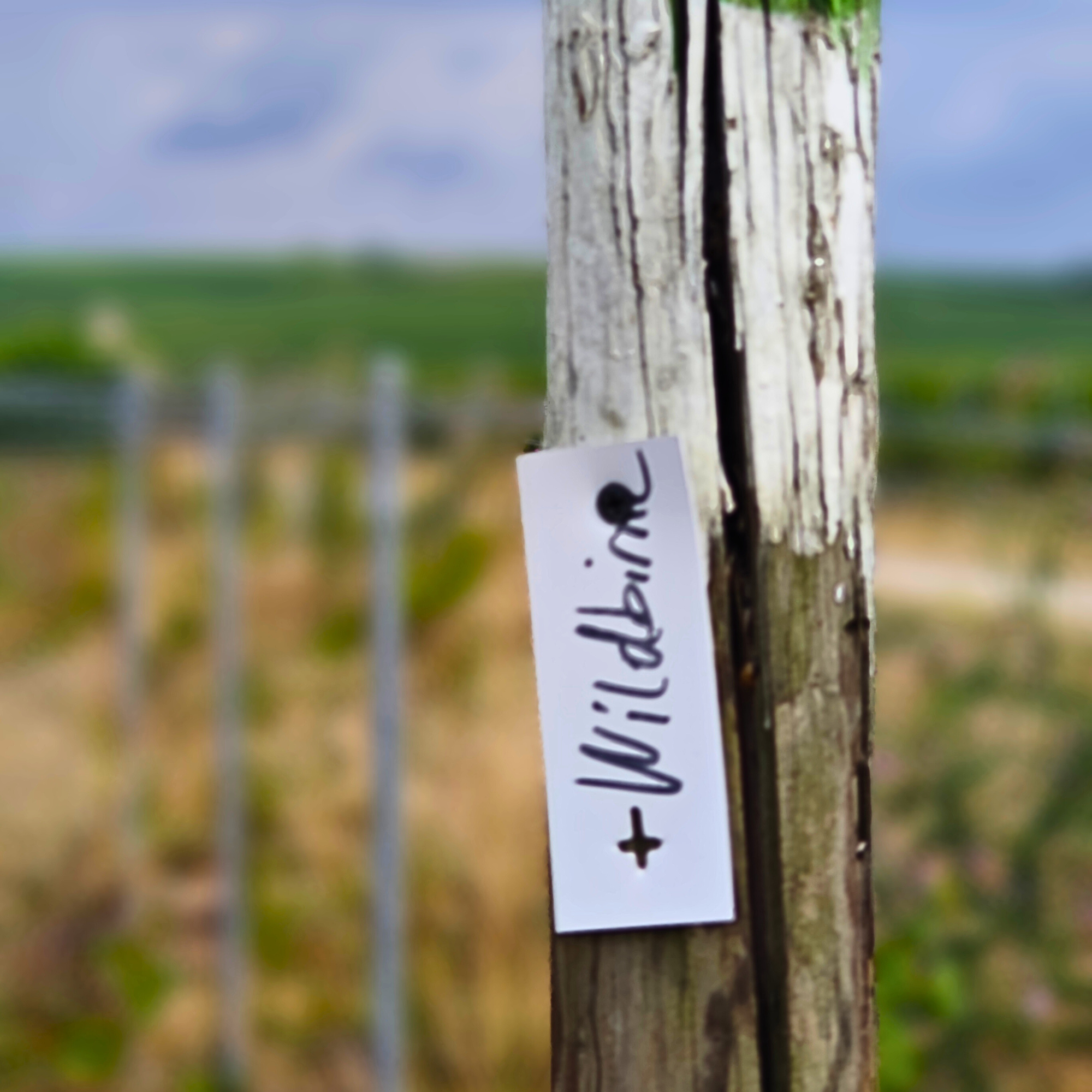 Elternschaft Wildbirne
