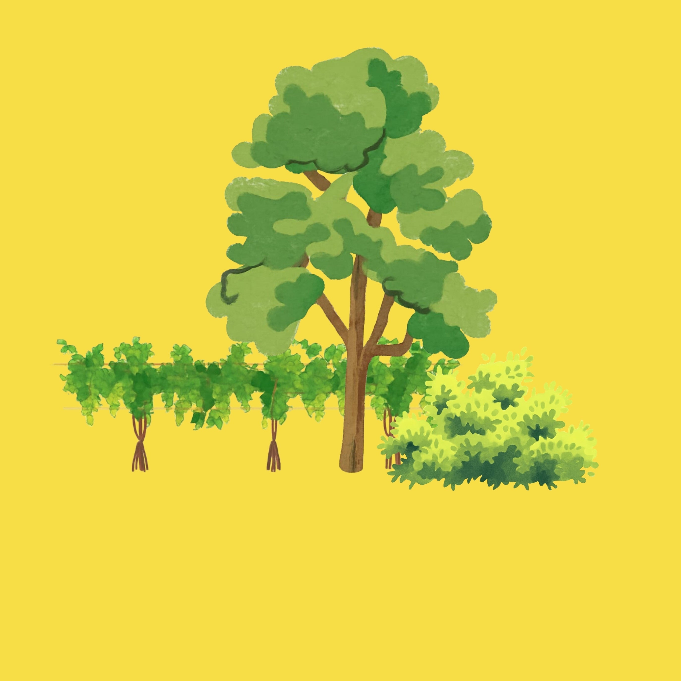 Elternschaften (Bäume)